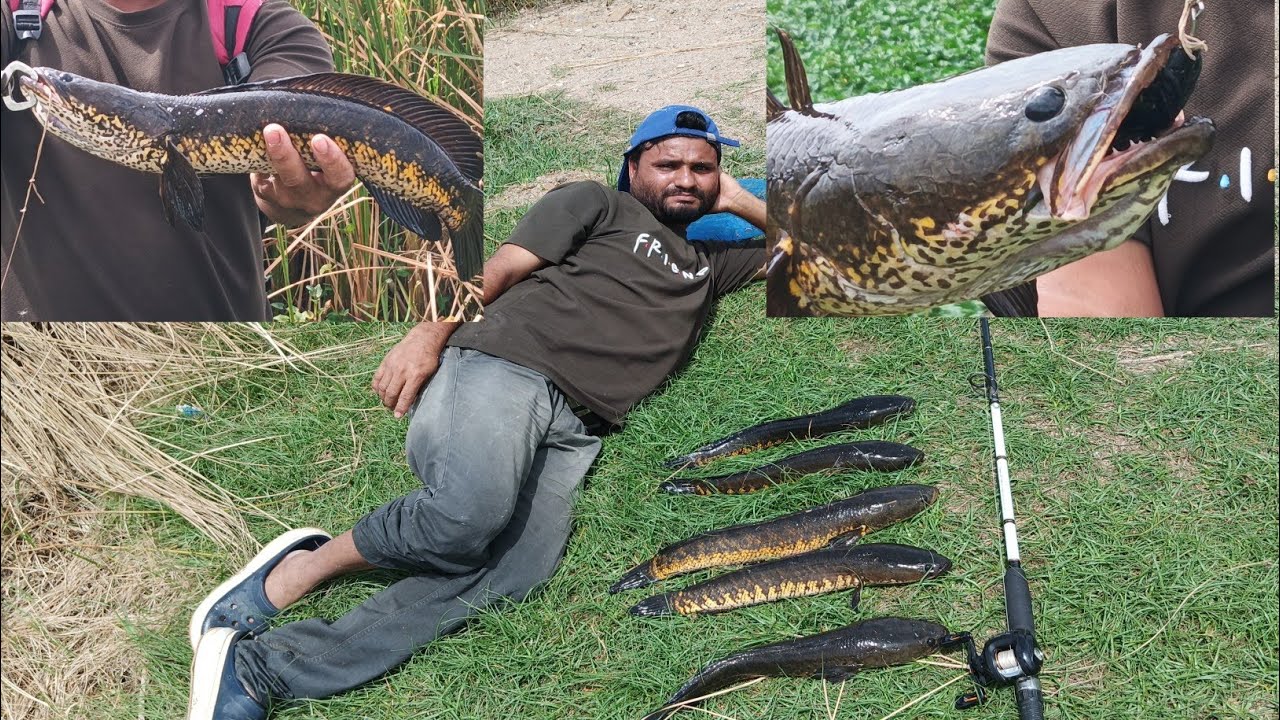 Snake head Fish Hunting video 🎥big sanke.shikar