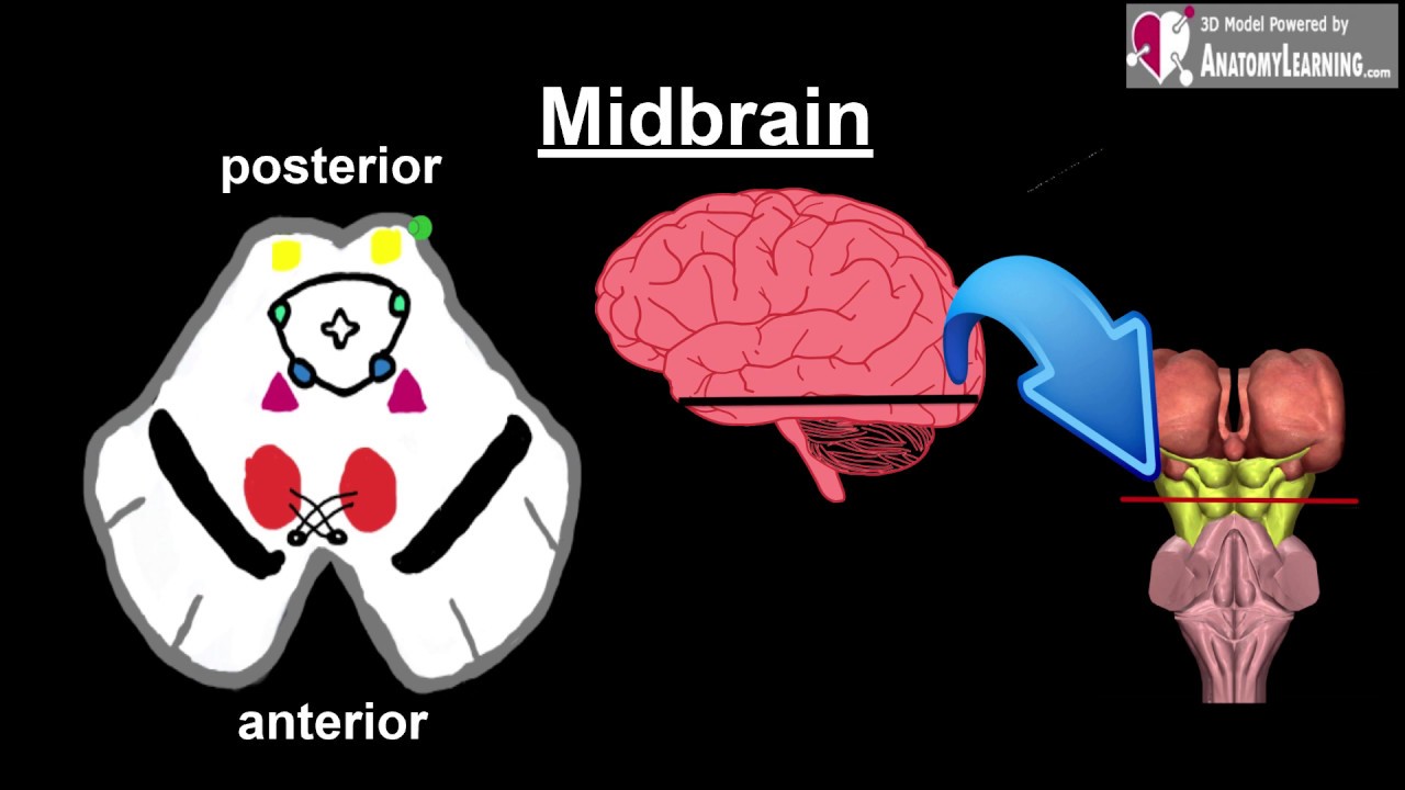 המוח האמצעי midbrain