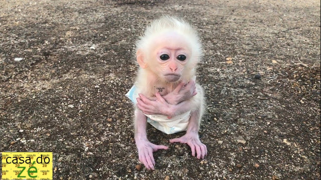 beb&ecirc; macaco 
