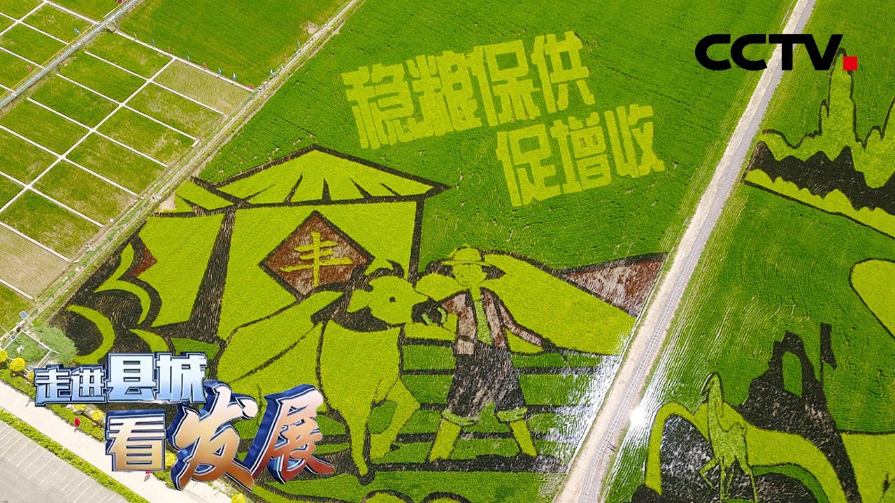 农业种植用上了5G技术！宁夏贺兰：打卡“稻鱼共生”的生态观光园，领略“塞上鱼米之乡”好风光 | CCTV「走进县城看发展」20220812