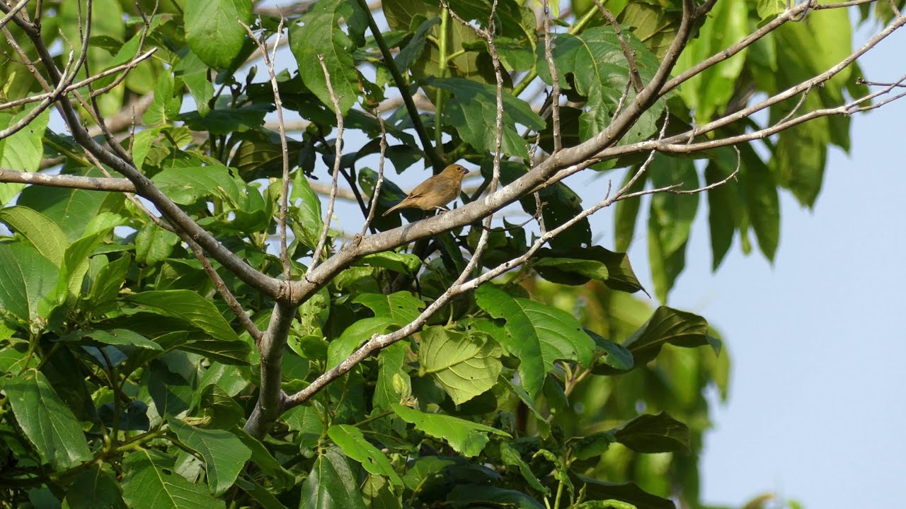 Ruddy-Breasted Seedeater (Sporophila minuta minuta) female, French Guiana