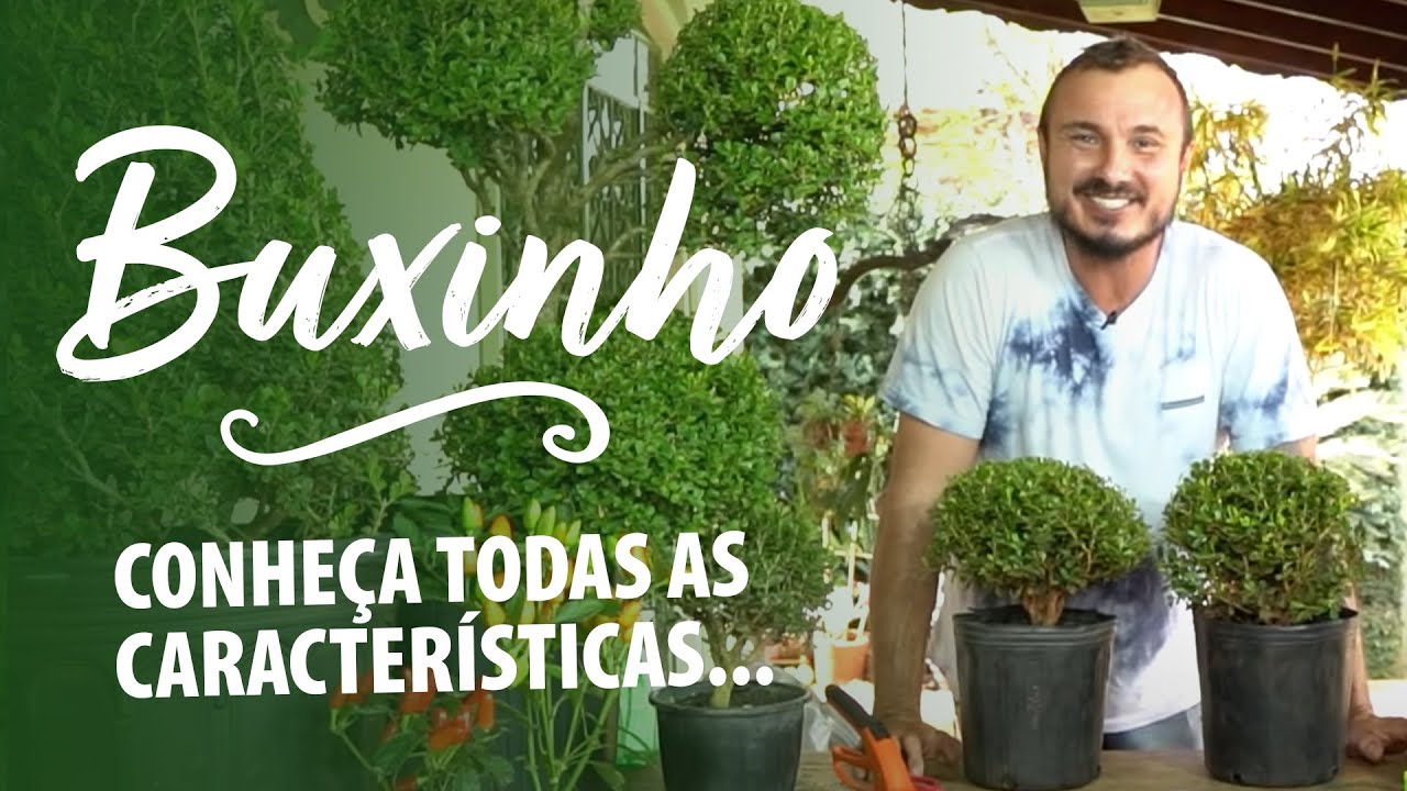 Tudo o que você precisa SABER sobre os BUXINHOS
