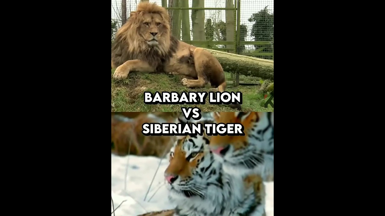 Barbary lion VS Siberian tiger edit🔥#shorts #lion #tigers