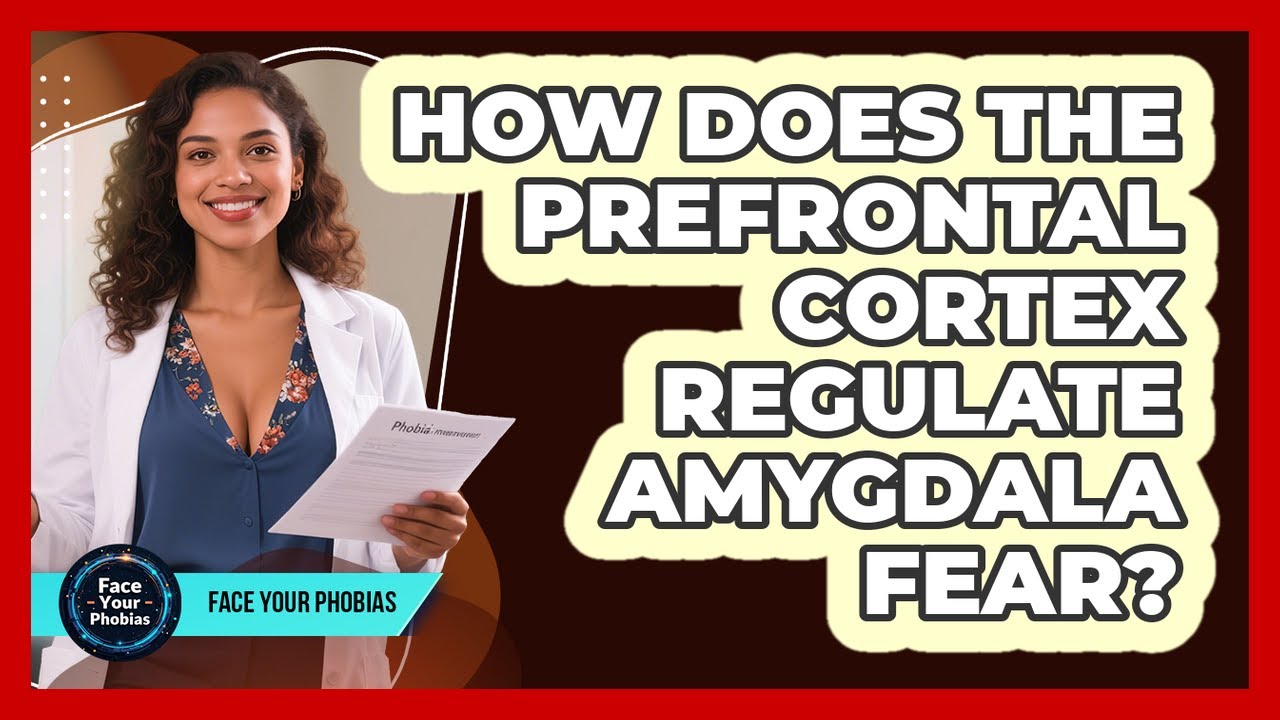 How Does The Prefrontal Cortex Regulate Amygdala Fear? - Face Your Phobias