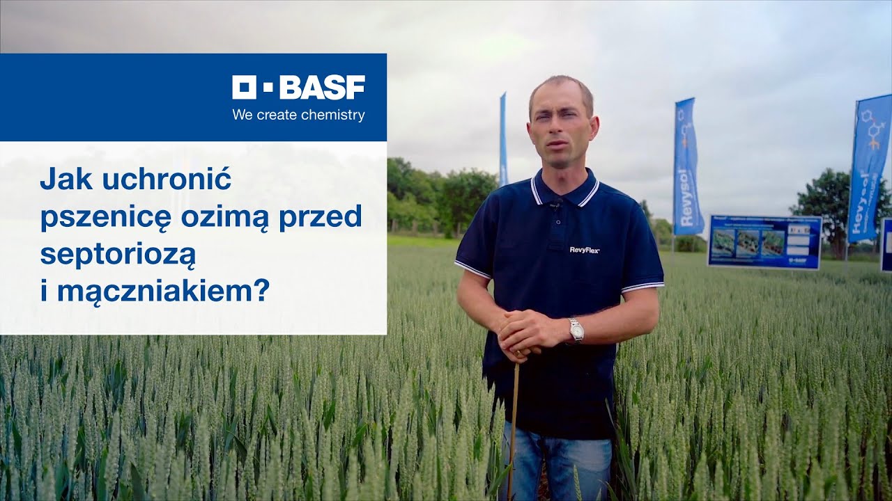 Ochrona fungicydowa pszenicy ozimej przed septoriozą i mączniakiem