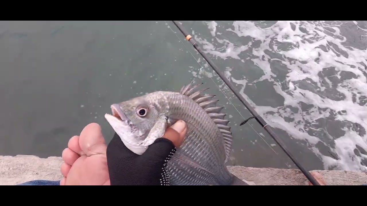 Ternyata!!! Nemu sarang ikan bekukon disini#Mancingceria