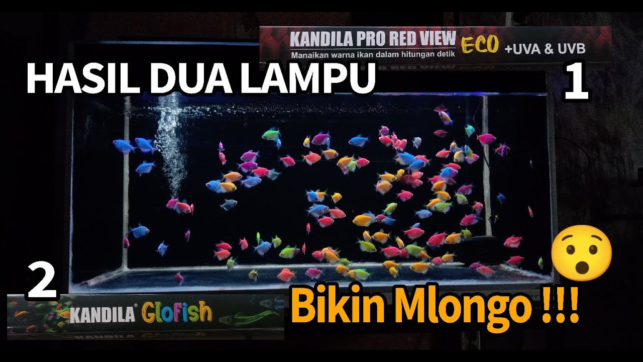 REKOMENDASI LAMPU UNTUK IKAN GLOFISH ? Menyala Bosku !!