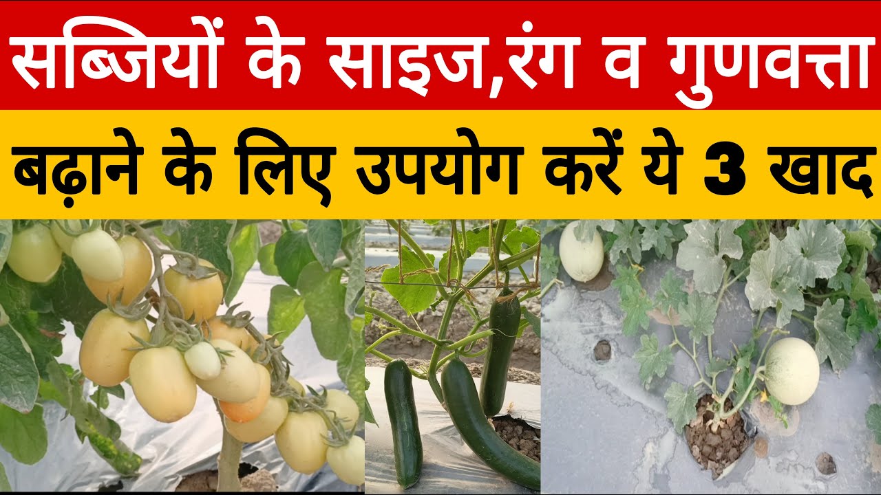 फलों व सब्जियों के size बढ़ाने वाले 3 बेस्ट खाद व spray | increase fruit size and quality |