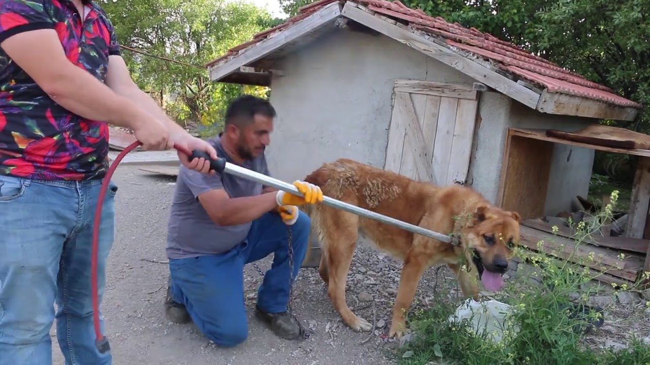 BUTUZ SICAK ANLAR YAŞATTI ÇİFLİKDE