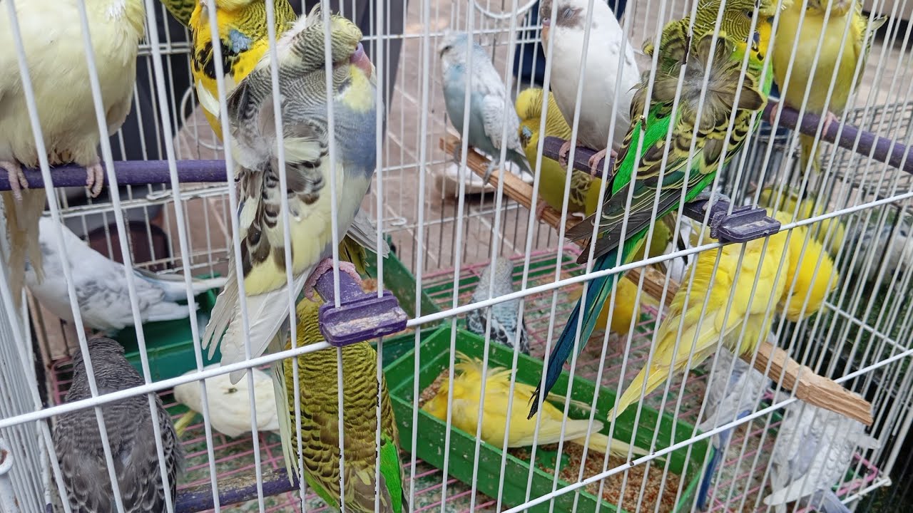 lalukhait Birds Market Updates 🥰🥰🥰