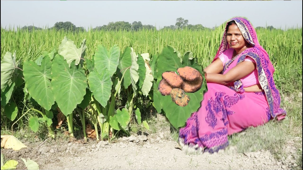 ऐसा पकवान जो मेहमान खाये तो आपके घर से कभी न जाये, अर्बी के पकोड़े Deep Fried Pkode | Rikwach Recipe