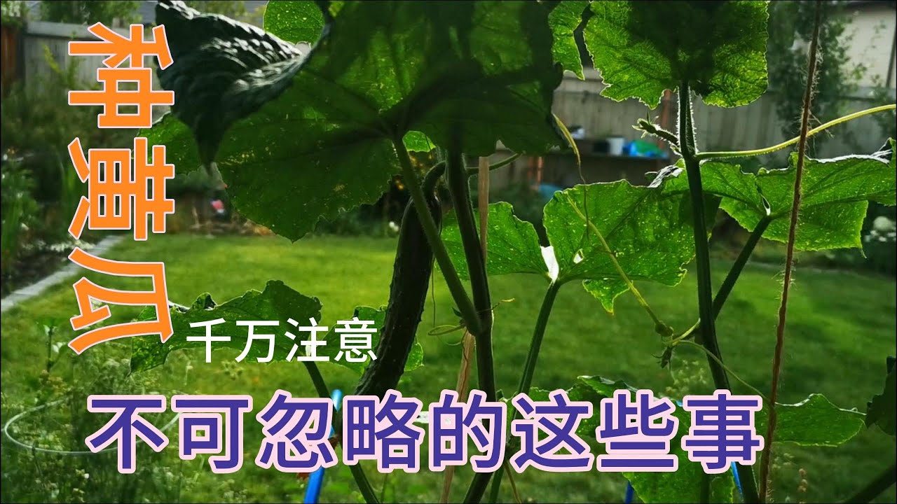 种黄瓜 方法 How to Grow Cucumbers #cucumber /23-54/2023-8-14