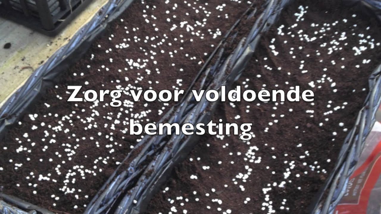 Bloembollen Planten - De Lasagna techniek