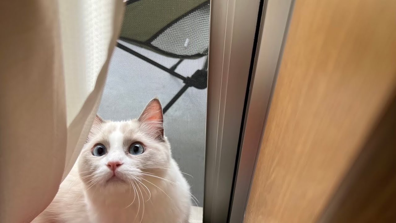 猫に会いに東京行ったvlog