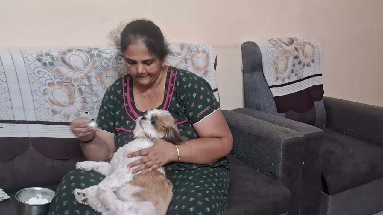 எங்க வீட்டு செல்லத்துக்கு தயிர் சாதம் ஊட்டி விட்டாதா சாப்பிடுவாங்க#cooking #food#tamil#shihzhu 