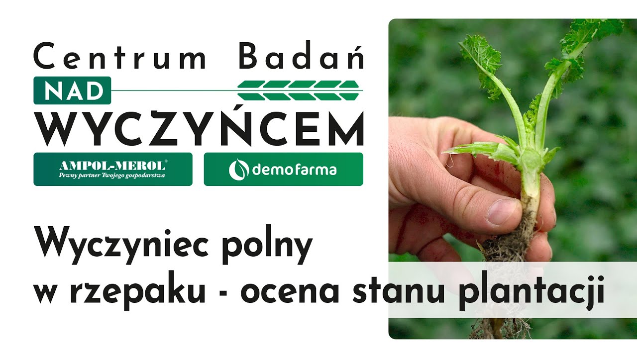 Wyczyniec polny w rzepaku - ocena stanu plantacji