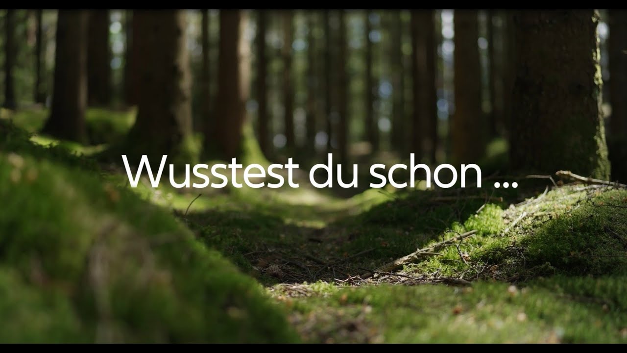 Wusstest du schon, dass Wälder eine natürliche Klimaanlage sind?