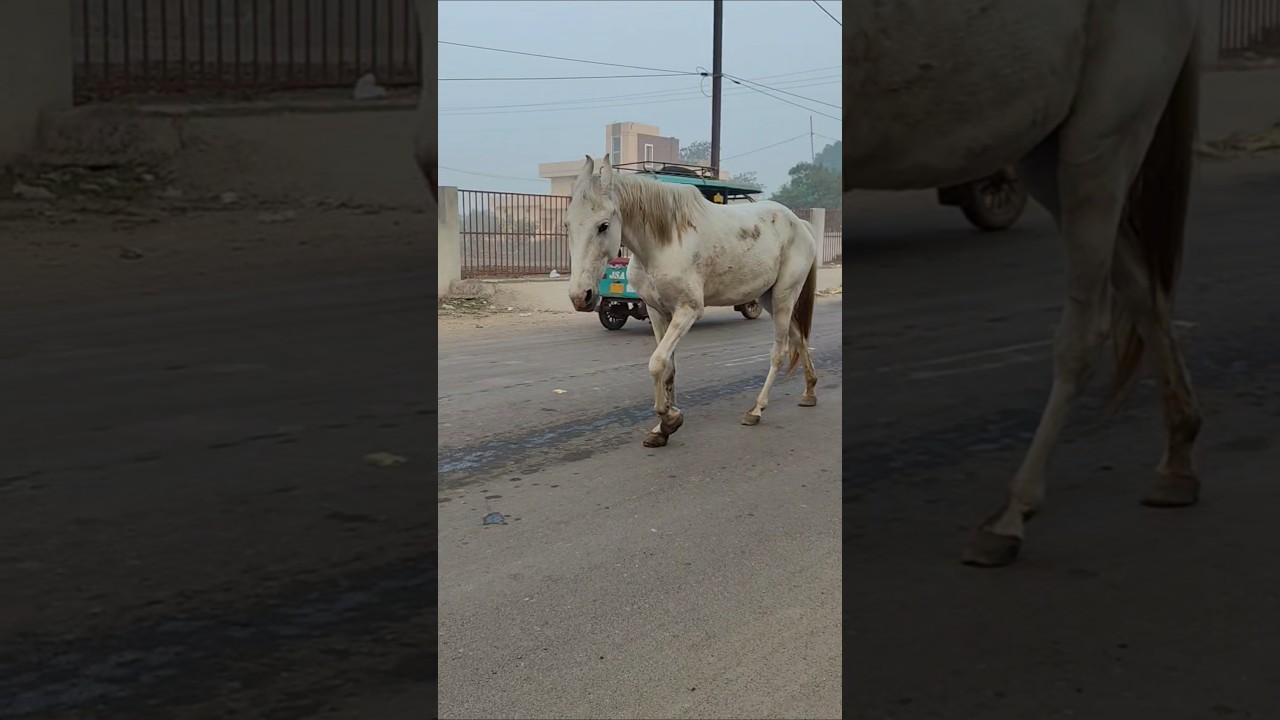 lakdi ki kathi kathi pe ghoda #lakdikikathikathikaghoda #shortvideo #indianhorse #ghoda #trending