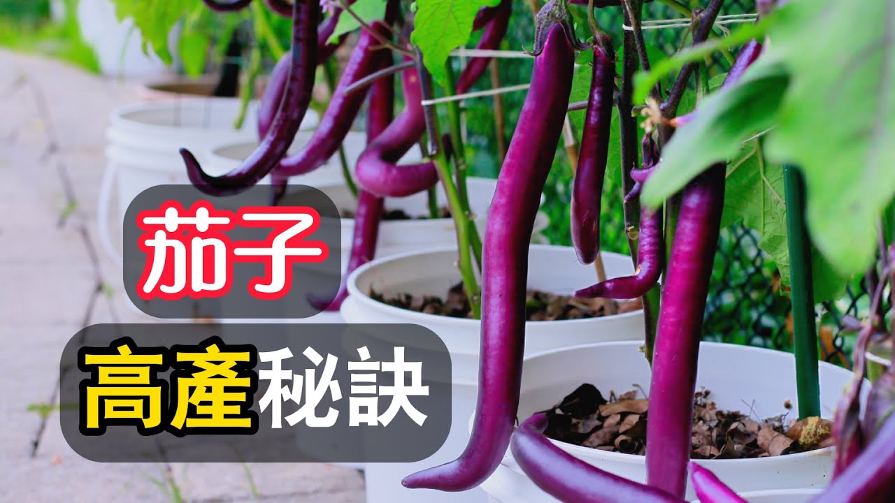【茄子種植】茄子高產必殺技|如何种出吃不完的茄子|Grow Lots of Eggplant with This Technique#种菜 #育苗