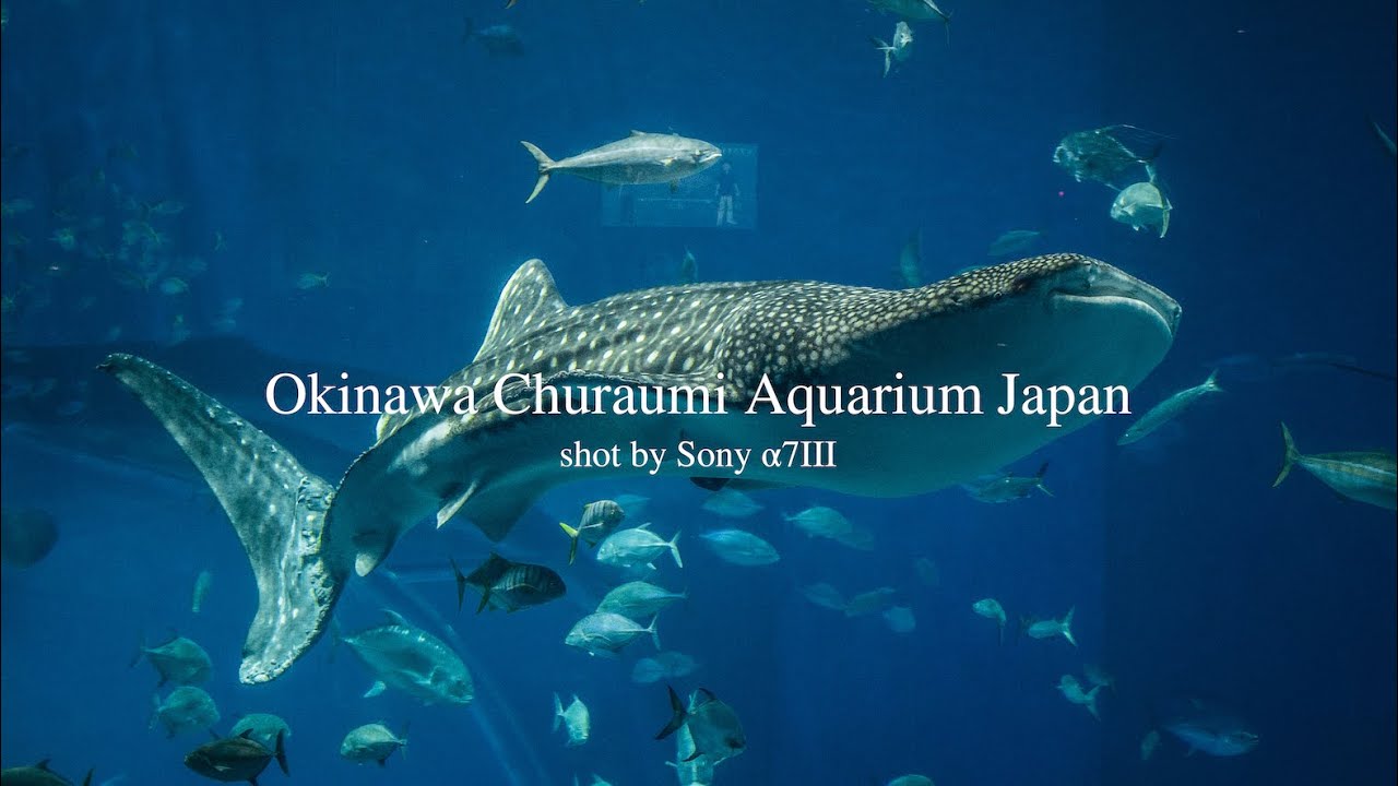 Aquarium Cinematic Video | SONY &alpha;7III | SIGMA 24-70 F2.8