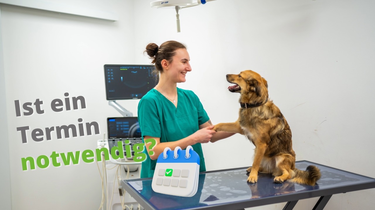 CT beim Tier – brauche ich vorher einen Termin? 🐾