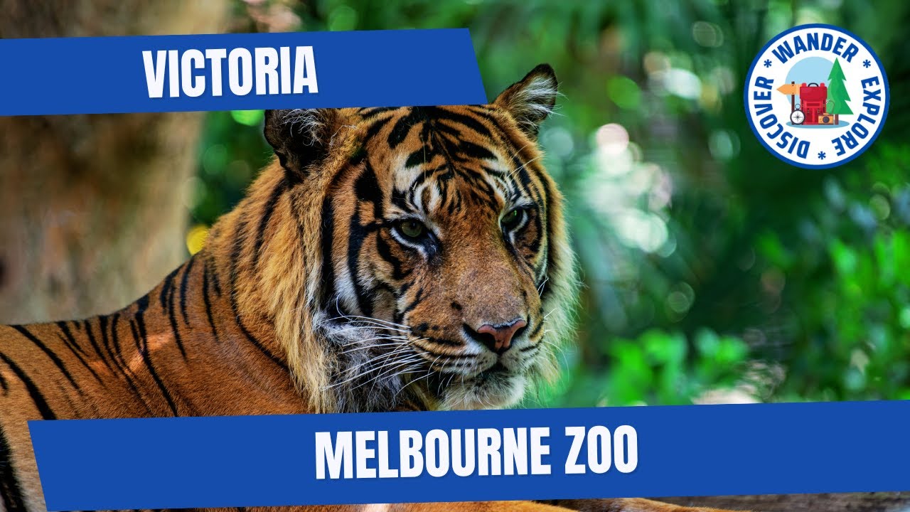 🐯 Melbourne Zoo ~ Tour around Melbourne Zoo in Victoria