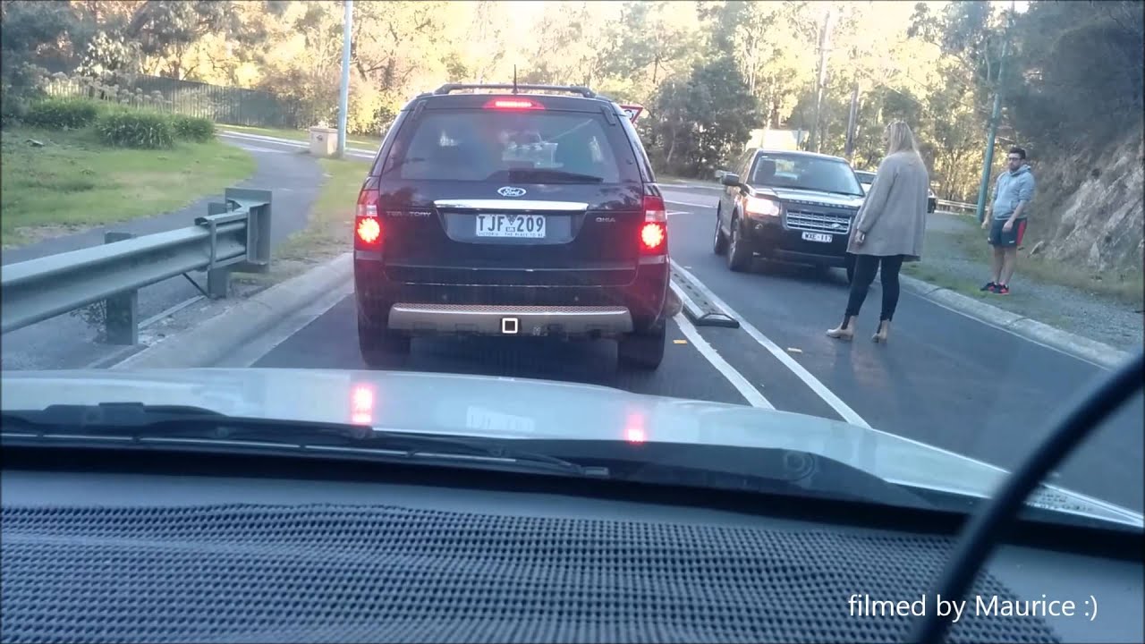 A koala crossing road, funny!