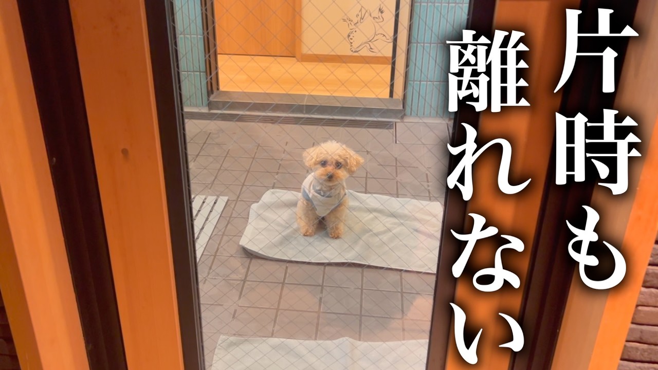 超甘えん坊トイプードルとサウナ付きホテルに泊まるとこうなります