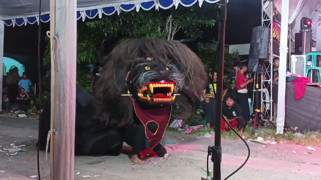 BABAR BARINGAN KUCINGAN HITAM