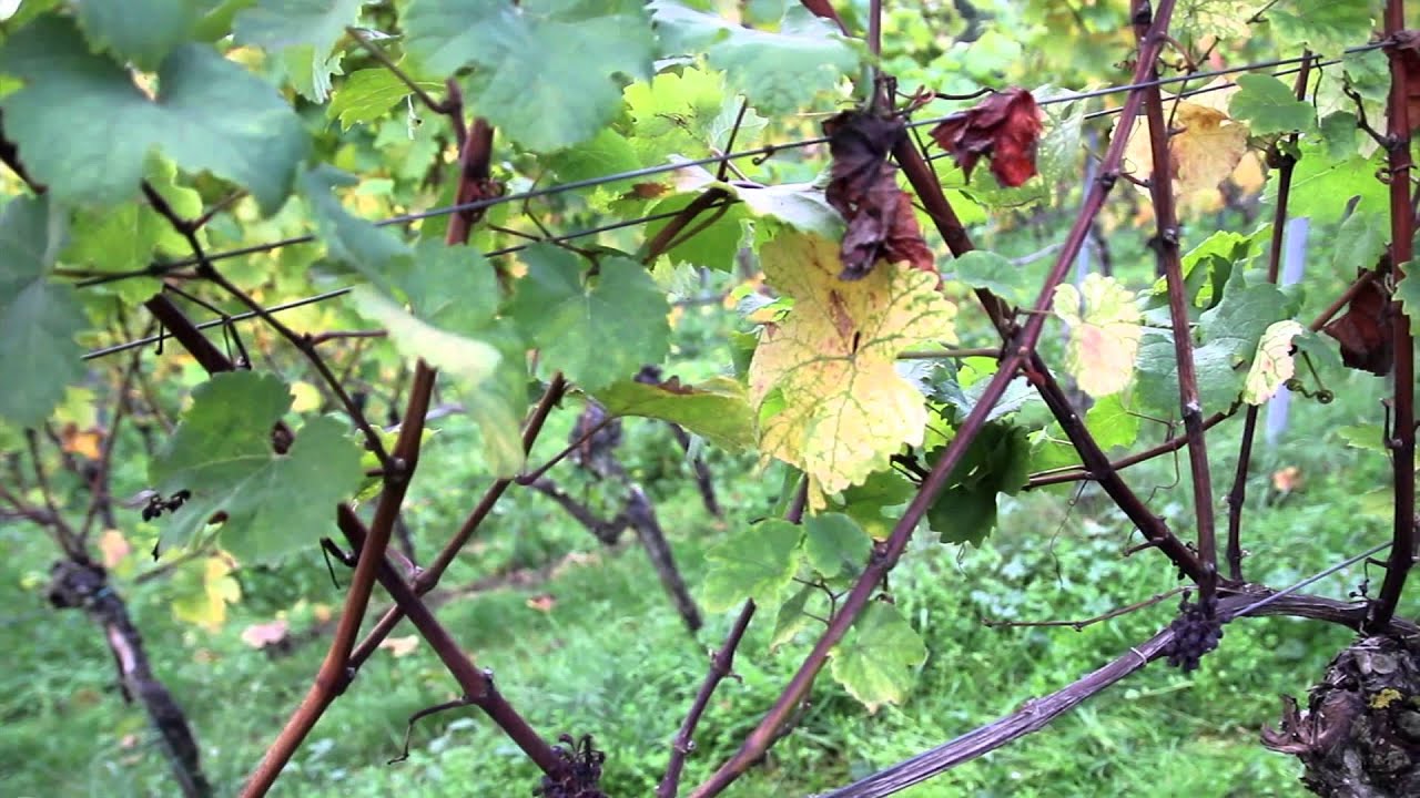 A Possible New Treatment for Esca, an Incurable Vine Disease