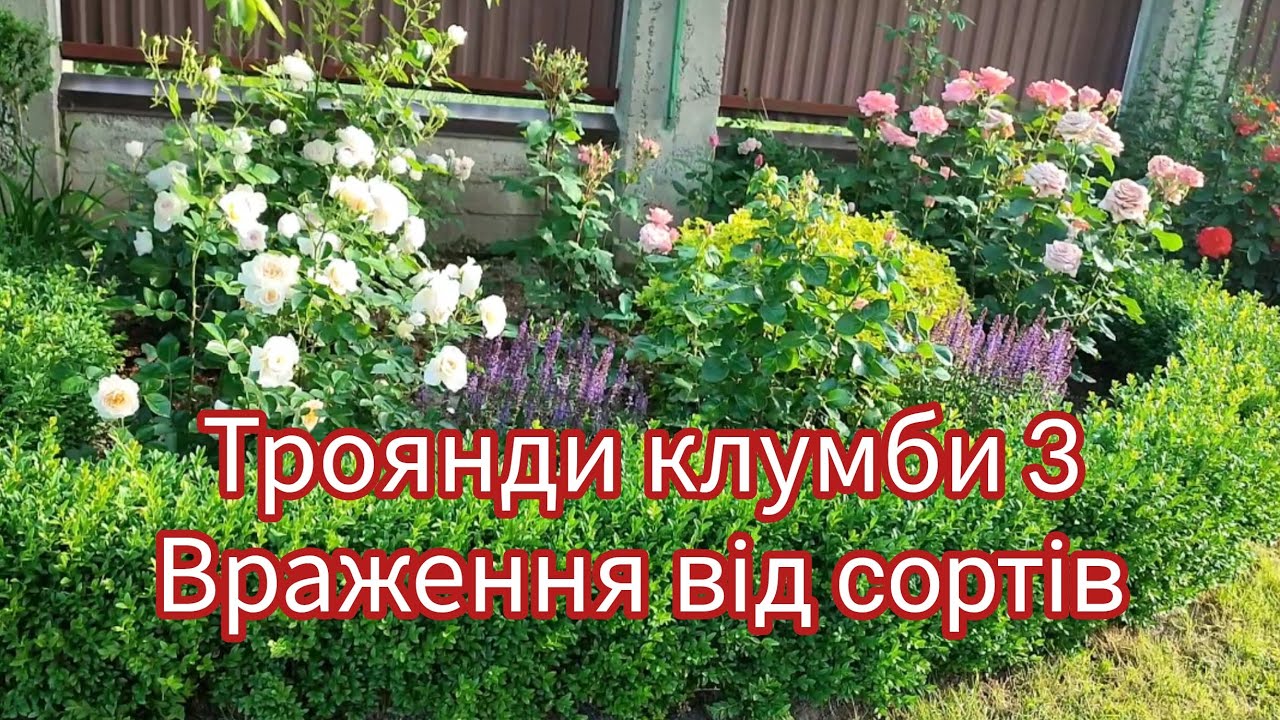 Сорти троянд у клумбі зі самшитовою облямівкою🍀🌹☘️