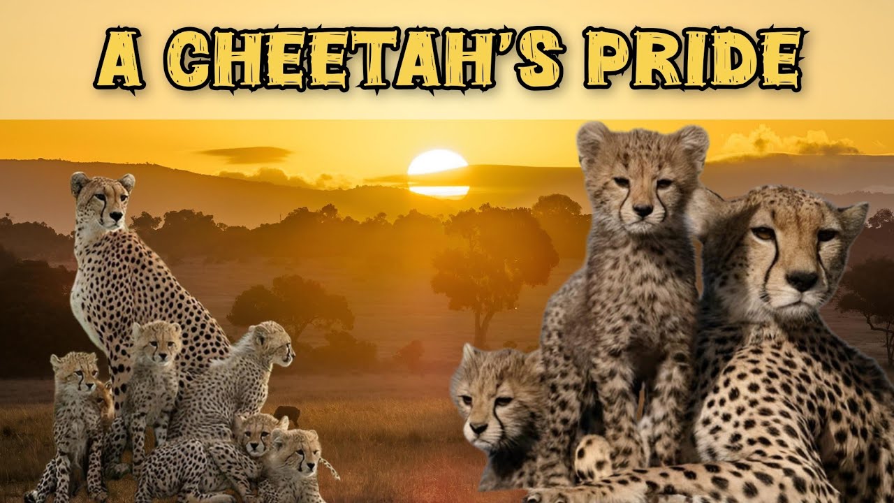 A Cheetah's Pride | Full Length Edition | Big Cat Documentary