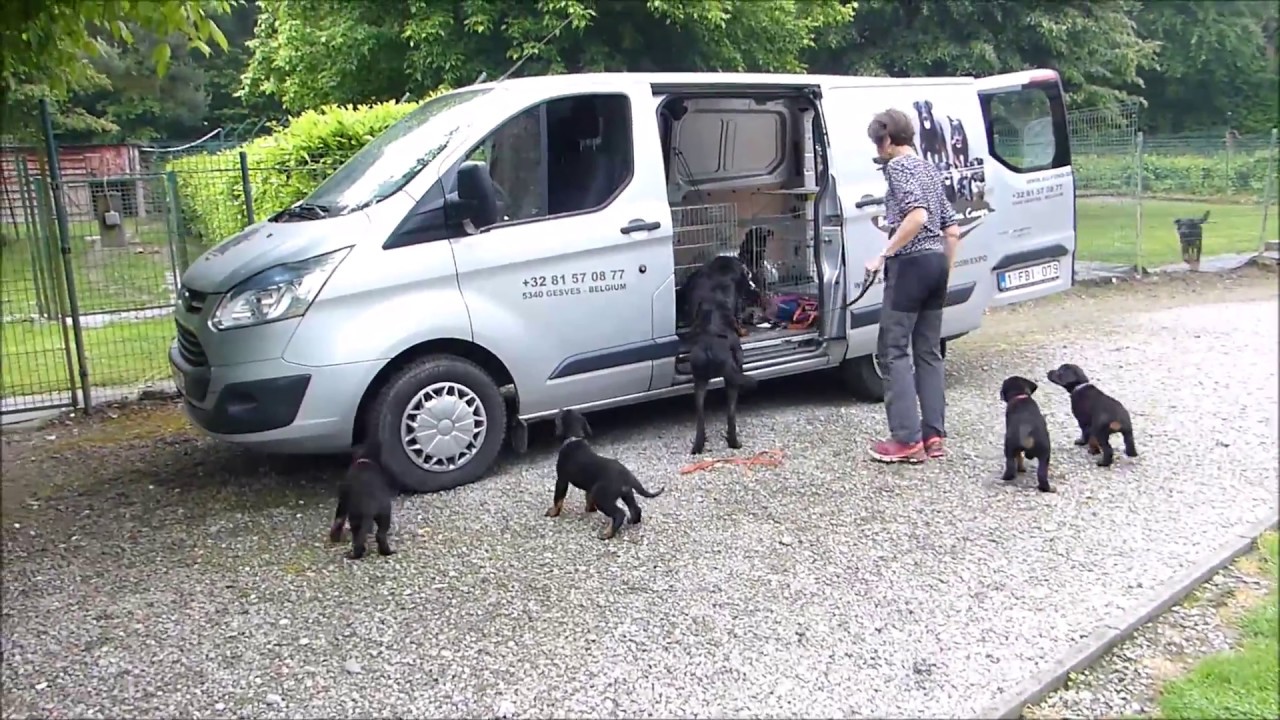 Beaucerons du Fond des Camps - Balade des chiots d'Ingalls et Jaeger à 7 semaines 1/2