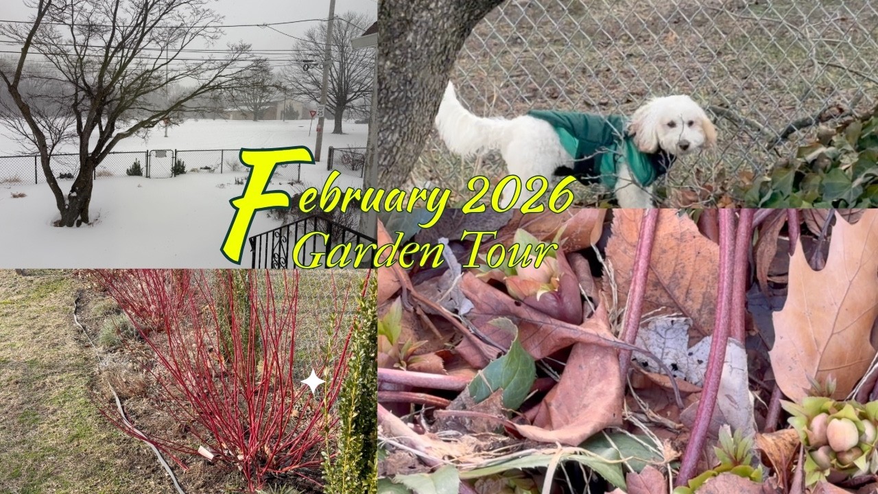 Eastwick Cottage Garden Tour February 2026