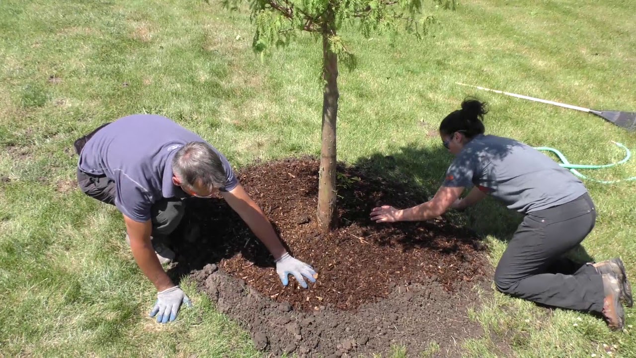 Best Practices - Mulch Ring