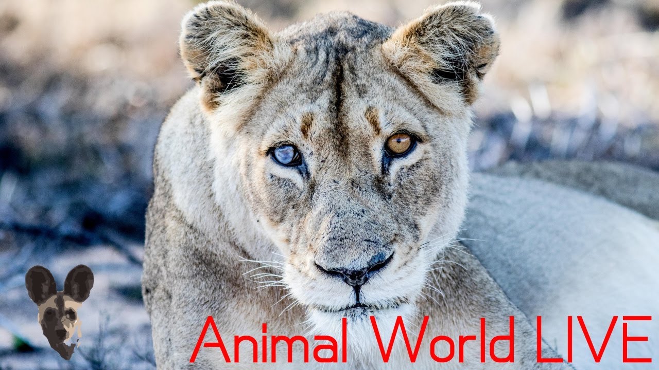 Animal World LIVE with Brent Leo Smith | Lowveld Trails Co. and Africa Trails Co.
