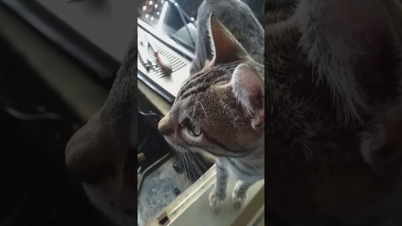 gato belineiro!!!%