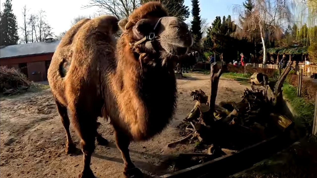 zoo braunschweig movie