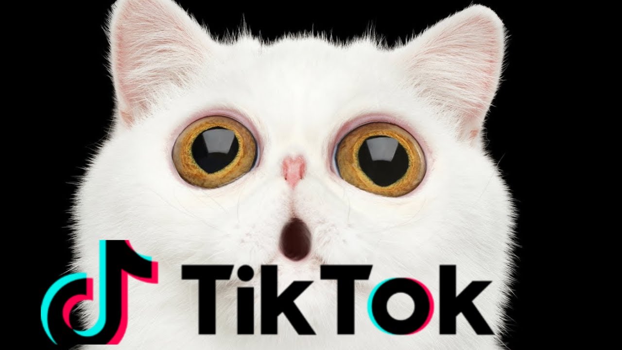 TIK TOK CAT VIRAL COMPILATION COPY CAT