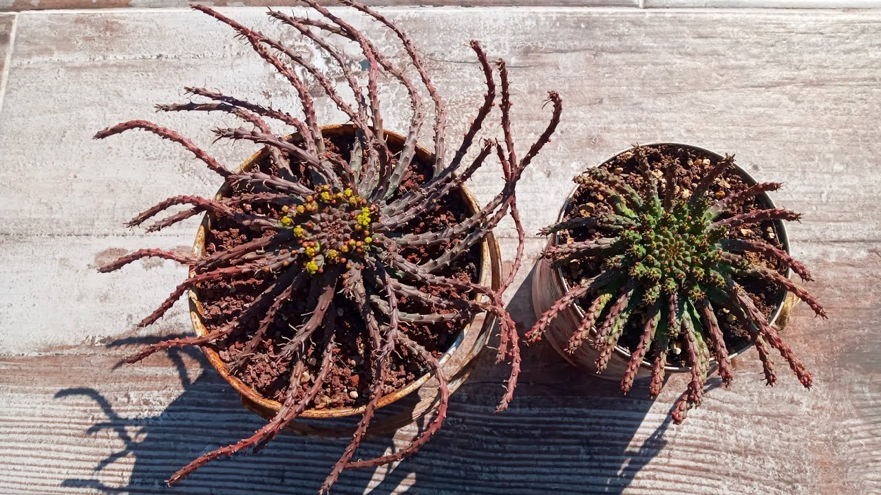 Ahtapot Sukulent (euphorbia flanaganii)