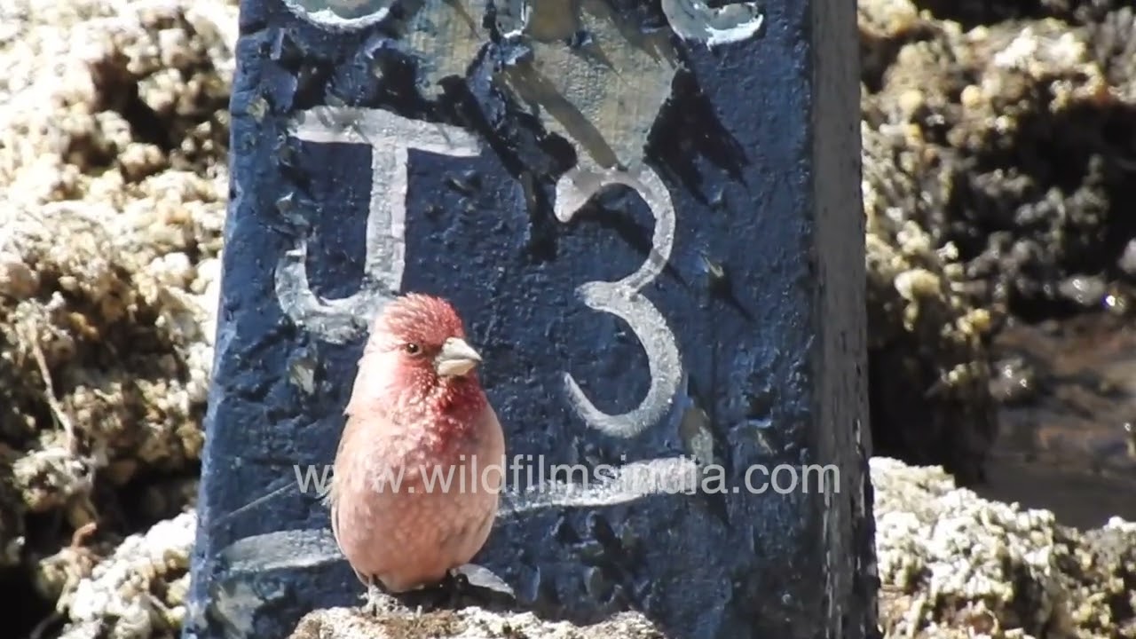 Great Rosefinch in the Kashmir Himalaya sitting before an Optic Fiber Cable signpost