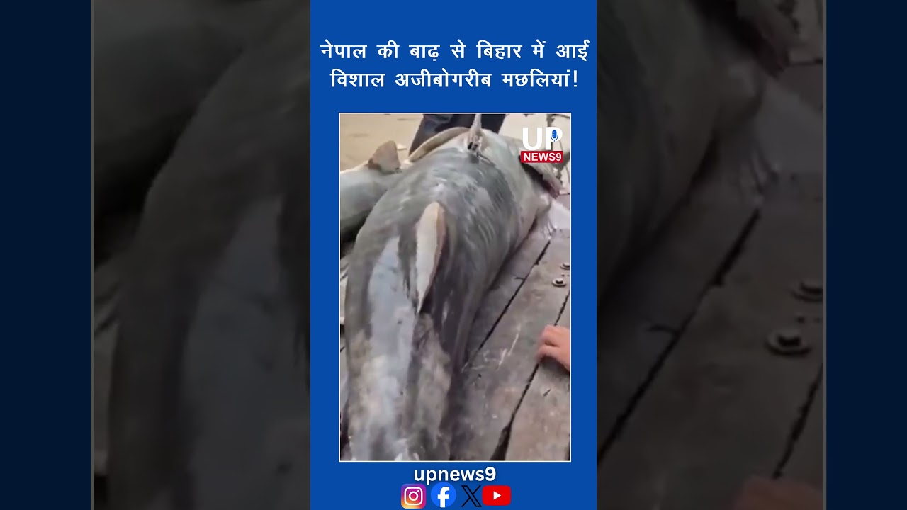Strange Giant Fish Found in Bihar Floodwaters? Government Issues Big Advisory