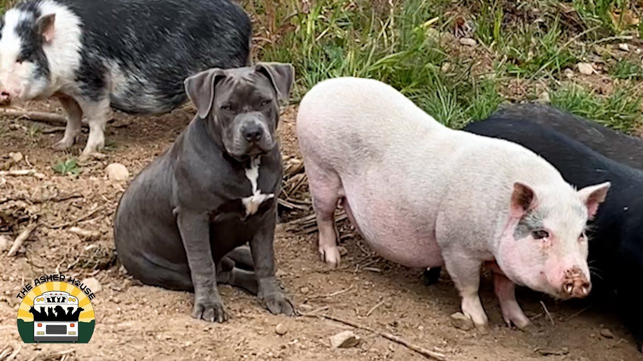 New Pigs Arrive... Chaos Ensues | The Asher House
