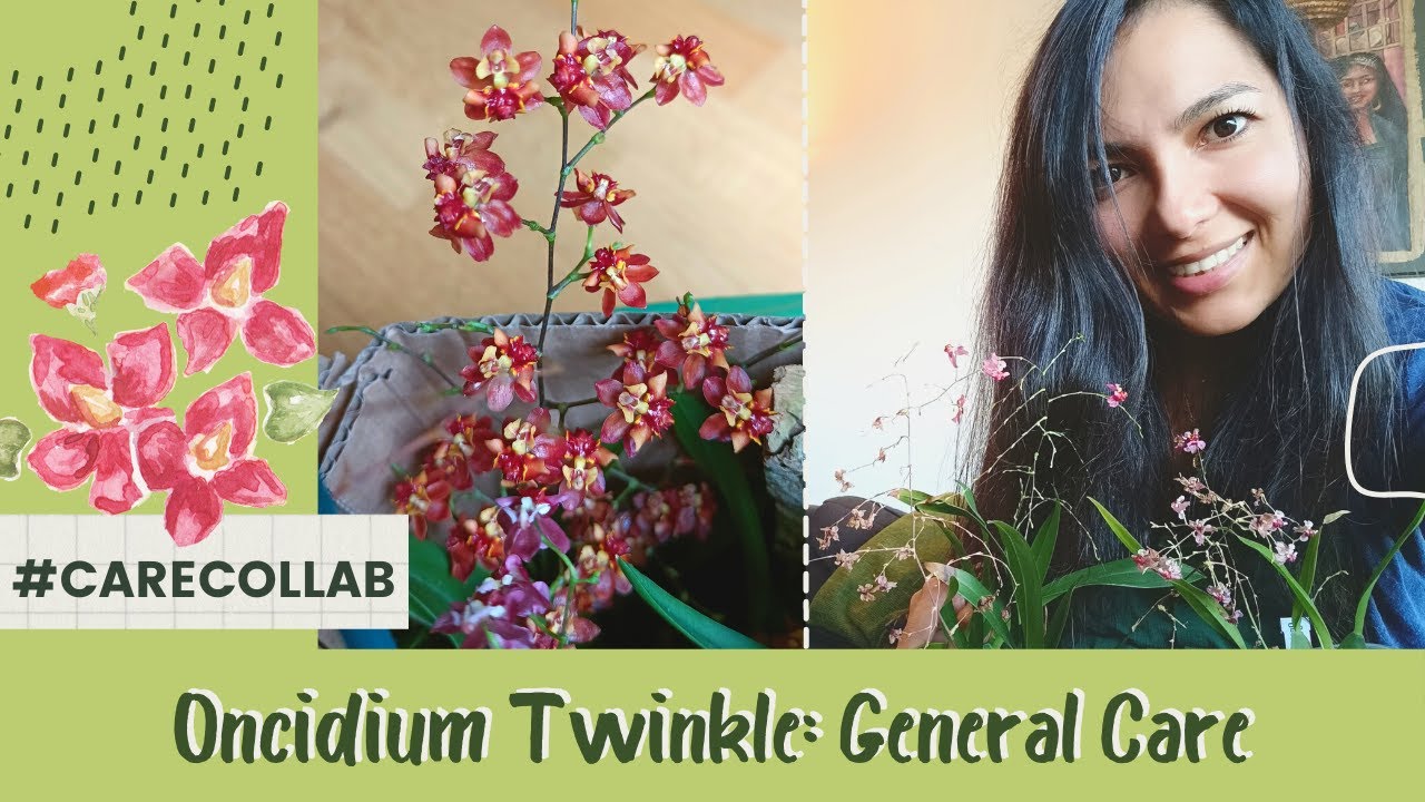 #CareCollab General Care for OncidiumTwinkle
