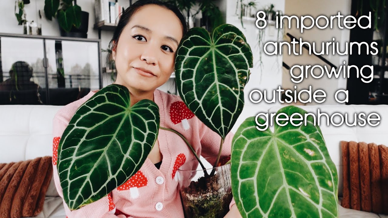 8 imported anthuriums i'm growing outside of a greenhouse