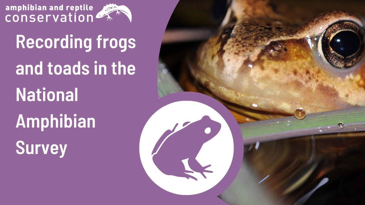 Recording frogs and toads in the National Amphibian Survey