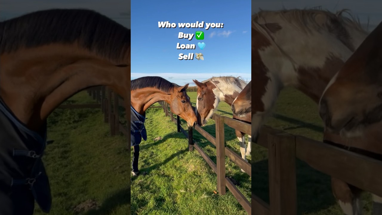 Who would you buy, loan and sell? Tell me in the comments 💬🤩 #horse #equestrian #youtubeshorts