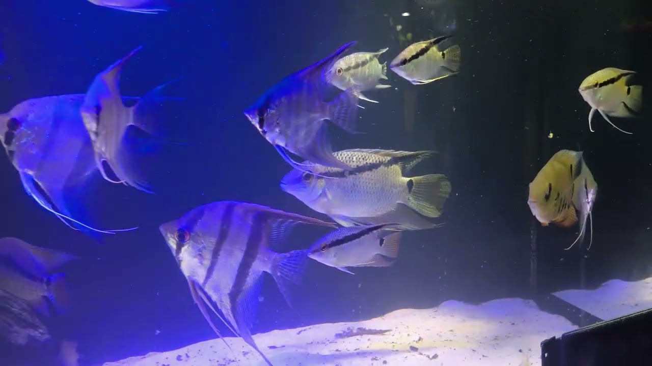 Mesonauta (Acará Festivus) Bitelo que comprei 