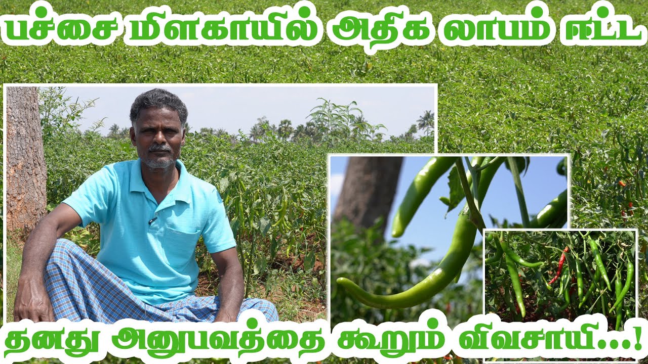 பச்சை மிளகாயில் அதிக லாபம் ஈட்ட தனது அனுபவத்தை கூறும் விவசாயி..! தருமபுரி /விவசாயி