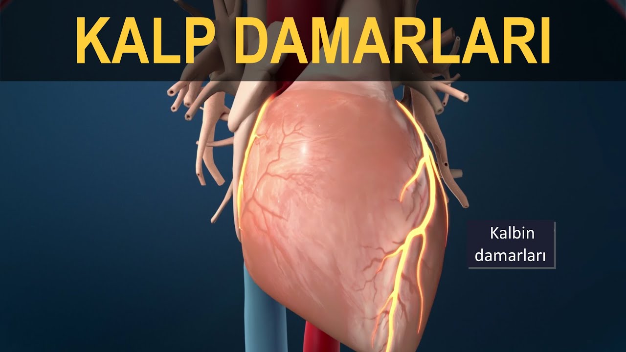 Kalp Damarları (Koroner Arterler)